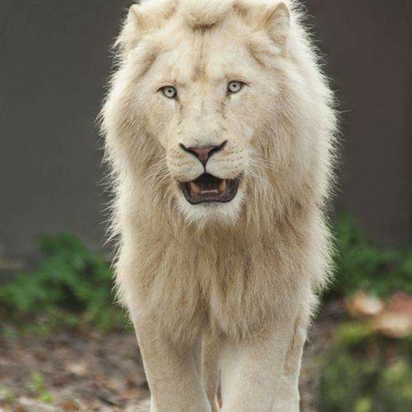 Meet your Posher, Anthony - Picture 1 of 1